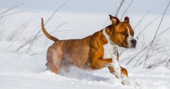 Staffordshire Terrier: Kampfhund oder Nanny Dog? ( Foto: Shutterstock- Aneta Jungerova )