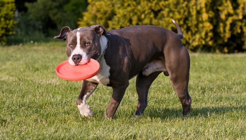 Der Staffordshire Terrier ist ein kraftvolles Energiepaket, das viel Bewegung benötigt. Für sportive Menschen ein wirklich guter Begleiter. (Foto: Shutterstock-Lenkadan_)