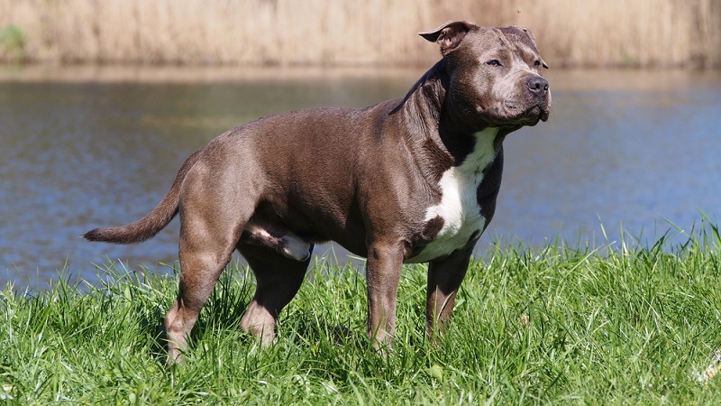 Staffordshire Kampfhund oder Dog?