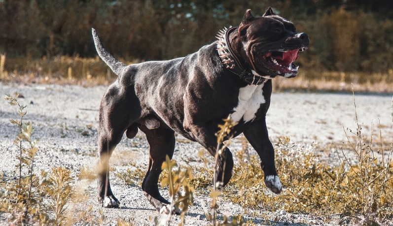 Im 19.Jahrhundert wurde der Staffordshire Terrier als Kampfhund für Hundekämpfe in den USA gezüchtet. ( Foto: Shutterstock: Luxorpictures )