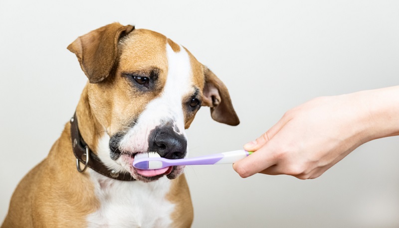 Wie bei allen Hunderassen, ist regelmäßige Kontrolle der Augen, Ohren, Zähnen, Pfoten und Krallen wichtig. (Foto: Shutterstock-_ Aleksey Boyko)