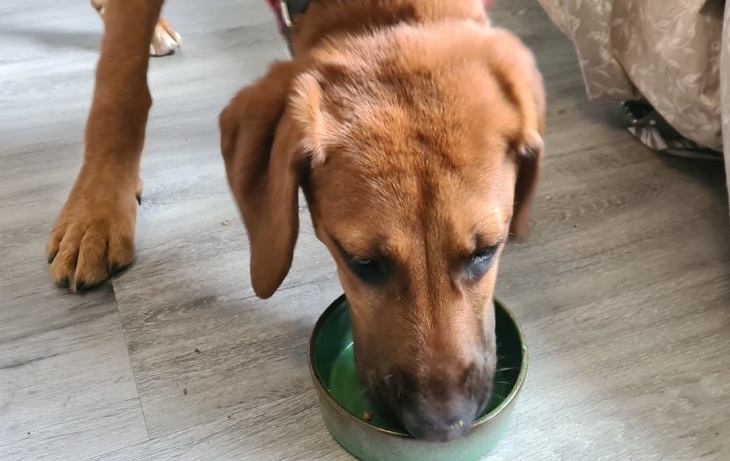 Fay scheint das Futter von Reico sehr gut zu schmecken. 