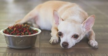 Immunsystem stärken beim Hund: Zahlreiche Faktoren spielen hinein (Foto: Shutterstock-_Phuttharak )