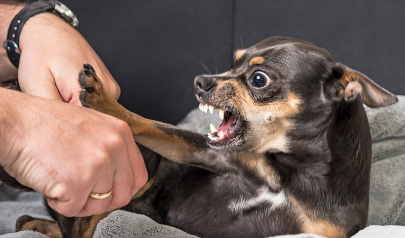 Stress vermeiden wenn das Immunsystem gestärkt werden soll. ( Foto: Shutterstock- Piotr Wawrzyniuk) 