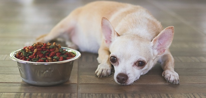 Immunsystem stärken beim Hund: Zahlreiche Faktoren spielen hinein (Foto: Shutterstock-_Phuttharak )