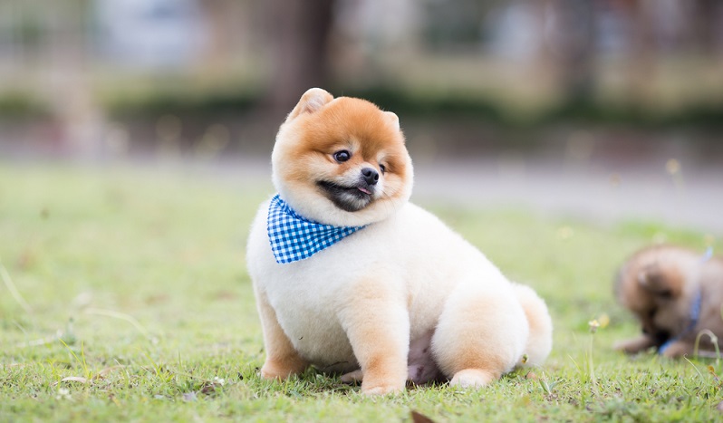 Auch Hunde sollten nicht übergewichtig sein. ( Foto: Shutterstock- Yossapong tulachom )