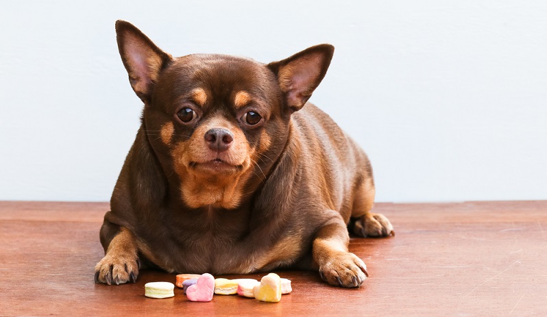 So weit darf es ein Hundebesitzer nicht kommen lassen. (Foto: Shutterstock- Monkeyoum)