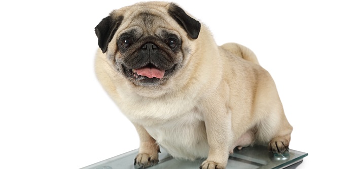 Übergewicht beim Hund: Hohes Risiko für schwere Erkrankungen (Foto: Shutterstock-Kuznetsov Alexey )