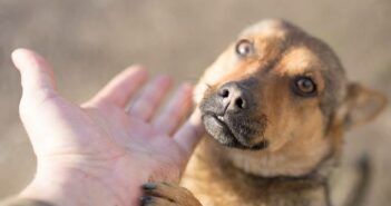 Dirofilariose bei Hunden (Foto: shutterstock - schankz)