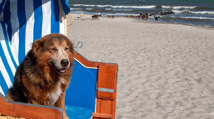 Die Strände an der Ostsee sind wie geschaffen für unsere Hunde. (Foto: shutterstock - Sabine Schoenfeld)