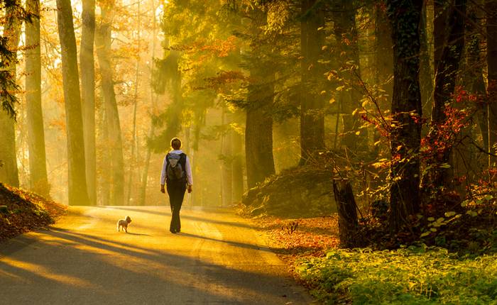 In den Wäldern haben Besitzer und Vierbeiner viel Spaß zusammen. (Foto: shutterstock - Sergio Bertino)