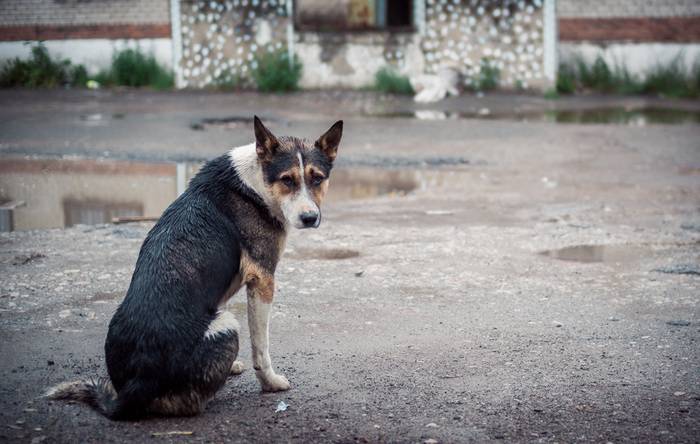 Zahlreiche herrenlose Hunde in unzähligen Ländern benötigen unsere Hilfe. (Foto: shutterstock - Ilona Sosnina)