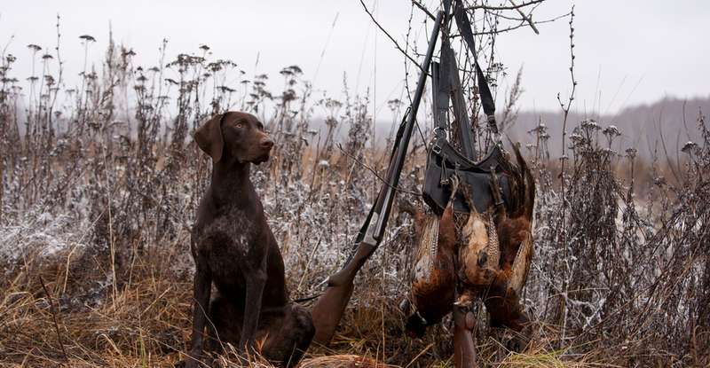 Als Vorstehhunde werden in der Jagd sogenannte „Vollgebrauchshunde“ bezeichnet. Diese oft großen Jagdhunde sind für alle Arten der Jagd außer der Arbeit im Bau geeignet. ( Foto. Shutterstock- Glenkar )