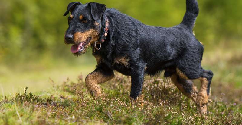  Kleine, ausdauernde und unermüdliche Jagdterrier stöbern mit ihrer hervorragenden Nase Wild auf. ( Foto: Shutterstock-Dora Zett )