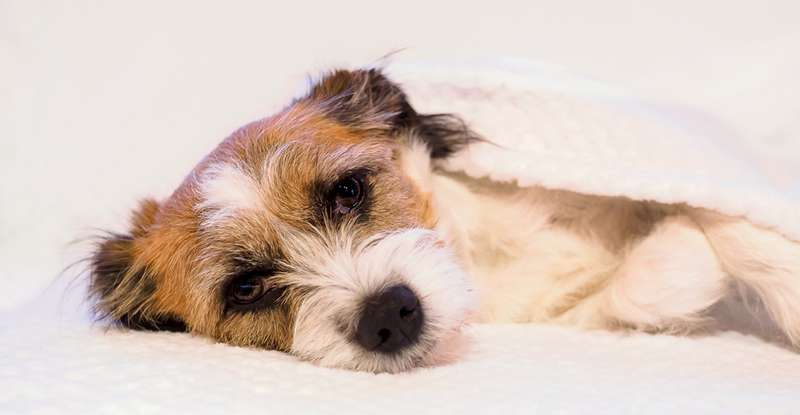 Generell gilt, dass Tierhalter ihre Lieblinge immer gut beobachten sollen, eine plötzliche Verhaltensänderung hat in der Regel einen Grund. ( Foto: Shutterstock-Sonja Rachbauer)