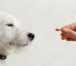 Benötigt mein Hund Nahrungsergänzungsmittel? ( Lizenzdoku - Adobe- Liudmyla )