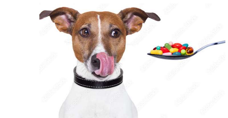 Hundefutter geben dem Hund nicht immer alle Vitamine die er braucht ( Lizenzdoku - Adobe -  Javier brosch)