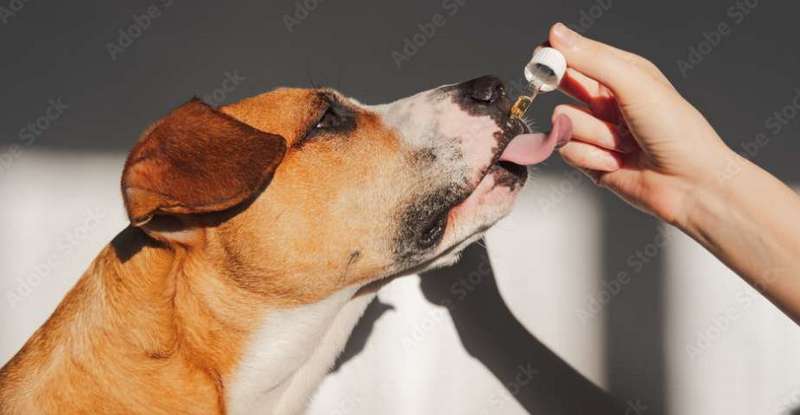 Nahrungsergänzungsmittel für Hunde können notwendig werden, wenn das Tier wegen Krankheit, einseitiger Ernährung, Trächtigkeit oder Alter Mangelerscheinungen entwickelt. ( Lizenzdokuv - Adobe - Photoboyko)