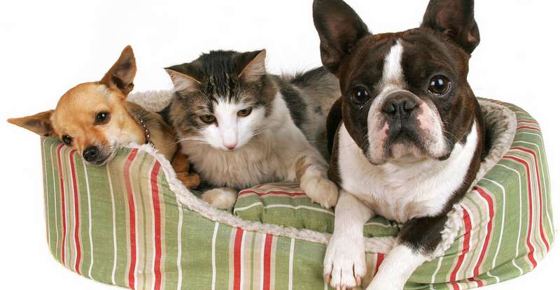 Die Vielfalt an Katzenbetten ist groß und angesichts der steigenden Nachfrage nach derartiger Heimtierausstattung ist auch das Interesse der Kunden sehr groß. ( Foto: Shutterstock-_Annette Shaff )
