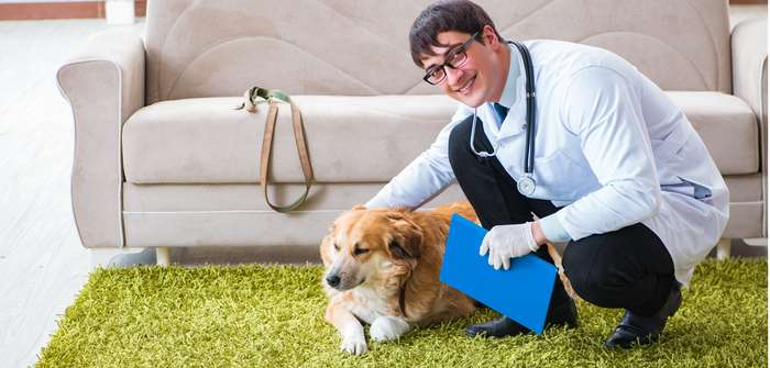Berufsbild Tierheilpraktiker: Die Alternative zum Veterinärmediziner ( Foto: Shutterstock-Elnur)
