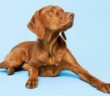 Schöne Hundenamen: der perfekte Name für Ihren Wunsch-Hund ( Foto: Adobe Stock- andreaobzerova )