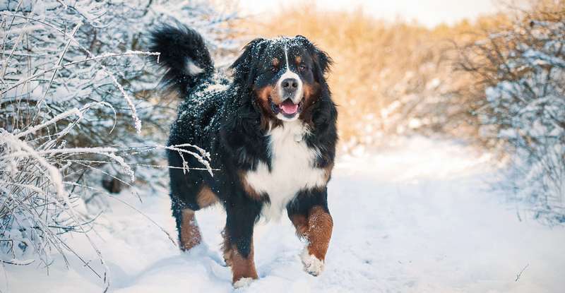 Außergewöhnlich schöne Hundenamen für Männchen sind zum Beispiel Fiete, Hector oder Amigo." ( Foto: Adobe Stock- Rita Kochmarjova )