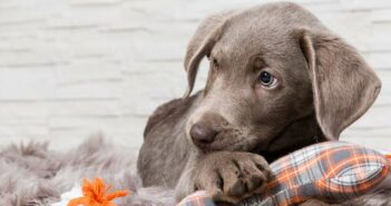 Süße Hundenamen: 30 zuckersüße Namen für Ihren felligen Freund ( Foto: Adobe Stock- bmf-foto.de )