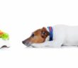 Vegetarische Hundeernährung: eine gesunde und artgerechte Alternative? ( Lizenzdoku: Shutterstock- Javier Brosch )