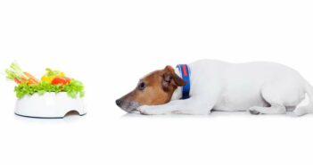 Vegetarische Hundeernährung: eine gesunde und artgerechte Alternative? ( Lizenzdoku: Shutterstock- Javier Brosch )