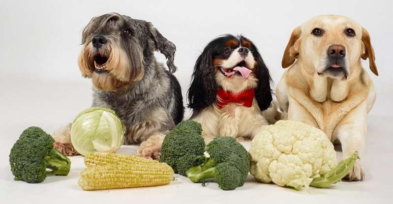 Mittlerweile befassen sich ganze Doktorarbeiten damit, ob eine vegetarische Hundeernährung sinnvoll ist oder ob es sich nicht um eine Form der Tierquälerei handelt. ( Lizenzdoku: Shutterstock-magda_) 