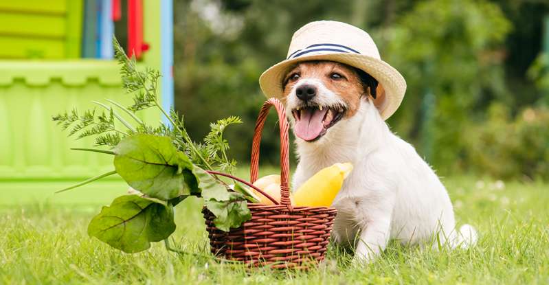 Wichtig für Hundehalter, die eine vegetarische Hundeernährung bevorzugen: Diese ist schwerer umzusetzen als die übliche Fütterung mit Nass- oder Trockenfutter. ( Lizenzdoku: Shutterstock- alexei_tm)