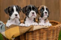 Beliebte Hundenamen: Diese Bedeutungen verstecken sich hinter den bewährten Klassikern ( Shutterstock Ermolaev Alexander )