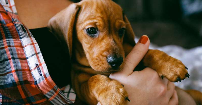 Beliebte Namen für niedliche Hündinnen enden häufig auf den Vokal i. Namen wie Bonnie, Daisy oder Vicky sind besonders verbreitet."( Lizenzdoku: Shutterstock Alena Veasey )