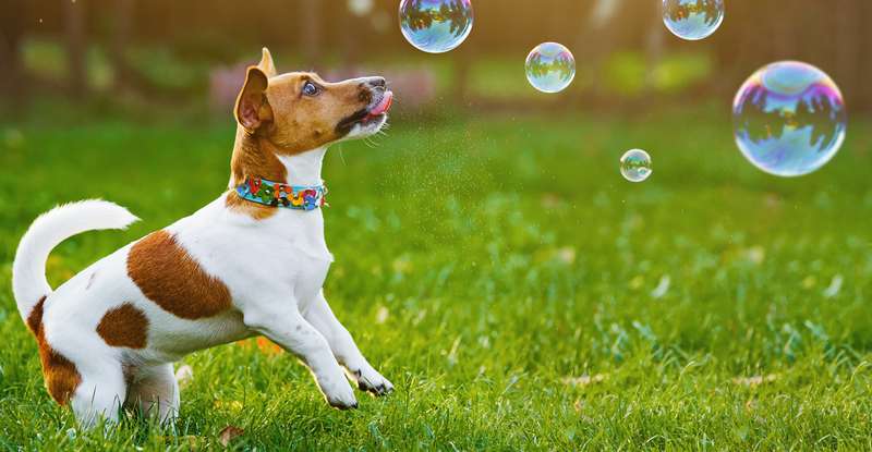 Kleinen Hundejungs stehen klassische Namen wie Eddie, Vincent oder Fred.", ( Foto: Shutterstock  Yuliya Evstratenko )