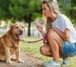 Erziehung ausgewachsener Hunde: Darauf ist zu achten ( Foto: Shutterstock Jenoche )