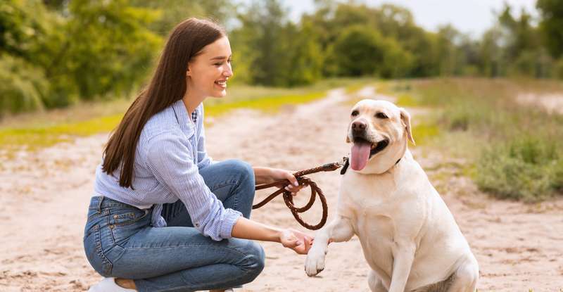 Nicht jeder Hundefreund entscheidet sich für den Kauf eines Welpen, sondern möchte sich lieber einen ausgewachsenen Hund zulegen. ( Foto: Shutterstock Prostock-studio ) 