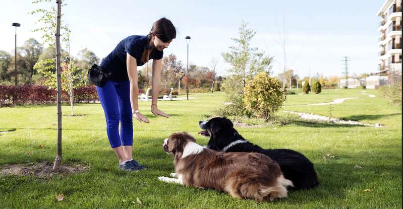 Ein zentrales Ziel, gerade wenn ein Hund neu in einen Haushalt kommt, ist die Rangfolge zwischen dem Menschen und dem Tier festzulegen. ( Foto: Shutterstock Beach Creatives )