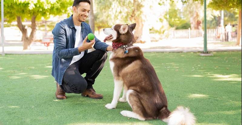 Bei einem erwachsenen Hund herrschen demnach andere Voraussetzungen für die Erziehung. ( Foto: Shutterstock Paya Mona ) 