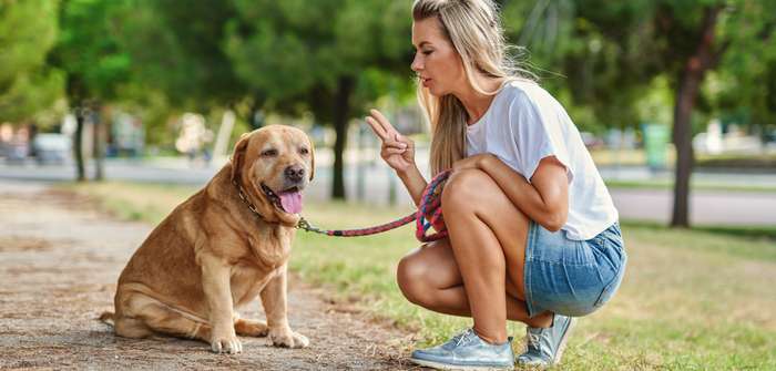 Erziehung ausgewachsener Hunde: Darauf ist zu achten ( Foto: Shutterstock Jenoche )
