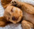 Lustige Hundenamen: Auf diese witzigen Namen hört Ihr Hund garantiert ( Foto: Shutterstock - Sergius4 )