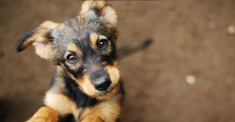 "Für diesen kleinen Vierbeiner ist ein lustiger Hundename ein absolutes Muss! Wie wäre es zum Beispiel mit "Konfetti" oder "Mayo" für diesen süßen Fratz?" ( Foto: Shutterstock- Monika Chodak )