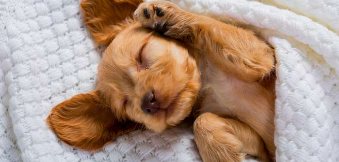 Lustige Hundenamen: Auf diese witzigen Namen hört Ihr Hund garantiert ( Foto: Shutterstock - Sergius4 )