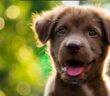 Seltene Hundenamen: außergewöhnliche Namen für besondere Hunde ( Foto: Shutterstock Blanscap )