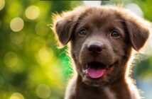 Seltene Hundenamen: außergewöhnliche Namen für besondere Hunde ( Foto: Shutterstock Blanscap )