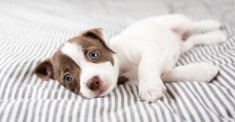 "Junge Hunde können auf seltene und doch wunderschöne Hundenamen wie "Vitus" oder "Casimir" getauft werden.", ( Foto: Shutterstock - Anna Hoychuk )