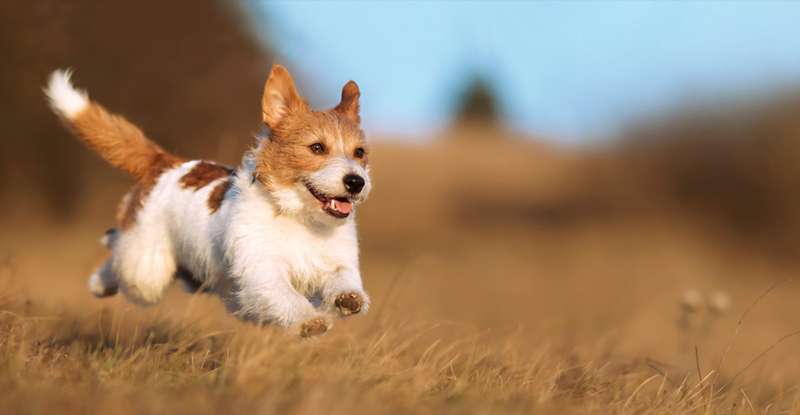 Außergewöhnliche Hundenamen sind manchmal so viel schöner als verstaubte Klassiker. Wie wäre es zum Beispiel mit Gretchen, Arielle oder Juana für Ihr Hundemädchen? ( Foto:  Shutterstock  Reddogs_)