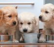 Englische Hundenamen: 30 coole Namen mit internationalem Touch ( Foto: Shutterstock- demanescale )