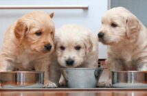Englische Hundenamen: 30 coole Namen mit internationalem Touch ( Foto: Shutterstock- demanescale )