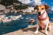 Italienische Hundenamen: 30 besondere Namen aus Bella Italia ( Foto: Shutterstock Iryna Kalamurza )