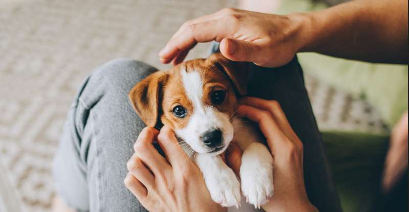 Dieses süße Hundemädchen könnte schon bald auf einen nordischen Hundenamen wie Ilvy oder Swea hören. ( Foto:  Shutterstock  Inna Skaldutska )